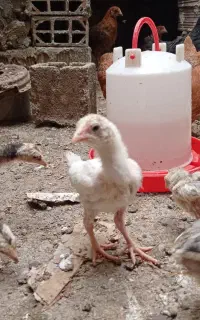 جوجه لاری