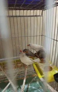 فنچ
