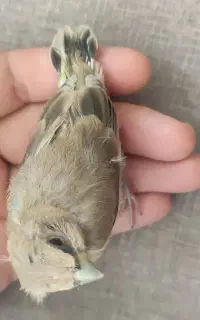 جوجه سهره کرمانی