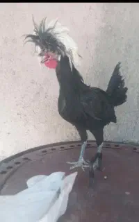مجسمه خروس
