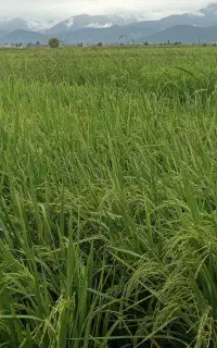 برنج فجر 90روزه خوش طعم خوش عطر