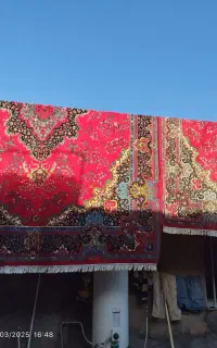 دو عدد قالی ۱۲ متری