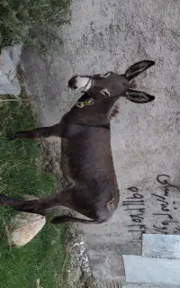 خر گوسفندی
