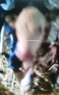 نیاز به چوپان برای گاو چرانی