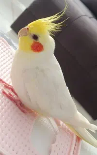 گمشده