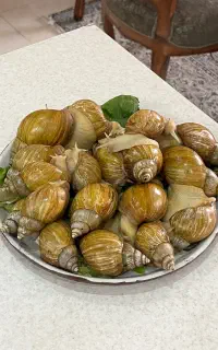 ۴۰عدد حلرزون مولد