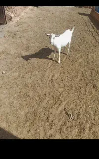 بزغاله سانن اصل