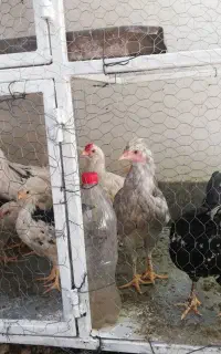قفس مرغ و خروس   با پرنده