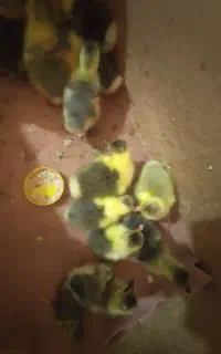 جوجه غاز
