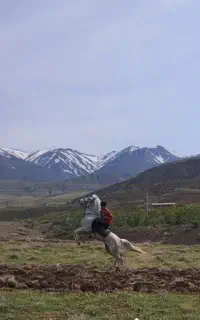 اسب مادیان اصیل کرد