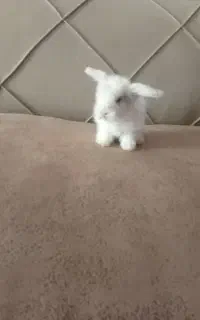 بچه خرگوش لوپ اصل هلندی