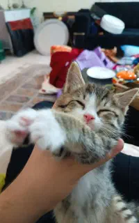 گربه دی اچ اس