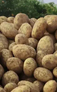 بذر سیب زمینی سانته