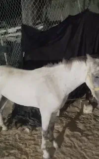 همه چیز داره سالم