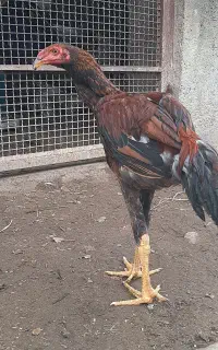 جوجه خروس لاری