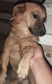 سگ پاکوتاه