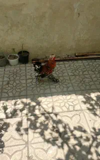 خروس لهستانی