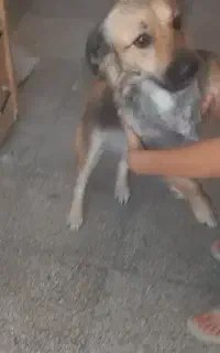 سگ پاکوتاه