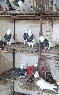 حدود 40عدد طوقی درجه یک