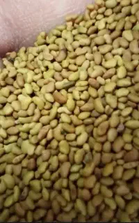 فروش بذر یونجه محلی درجه۱ تضمینی