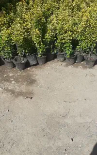 خدمات باغبانی وسمپاشی،درخت کاری درخدمت شما عزیزان