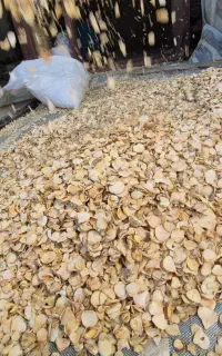 موسیر درجه یک کاملا خشک