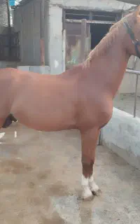فروش نریون خالص ایرانی کورسی