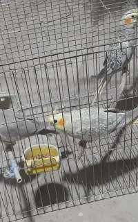 جفت  عروس هلندی