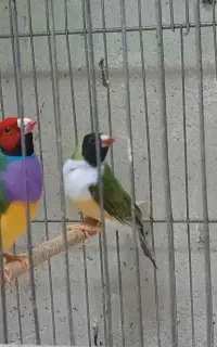 جفت های فنچ گلدین سالم و سلامت