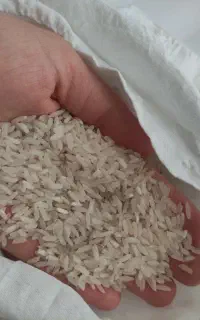 برنج درجه یک پاکستانی (کشت)