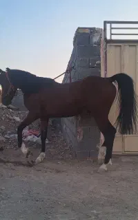 کره اسب نریان