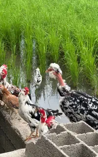مرغ و خروس گلین اصیل