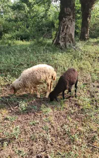 بره های گوسفند خوشگل علفخوار ۴ماهه بز