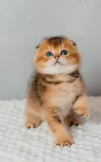 گربه اسکاتیش بلک گلد