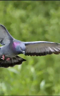 کبوتر گمشده
