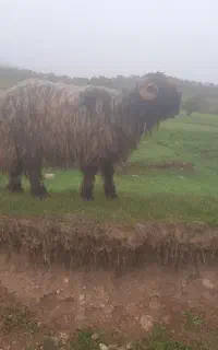 شیشک‌قوچ‌روزگاری‌تخمی‌وبزرگ‌برای‌اصلاح‌نژاد