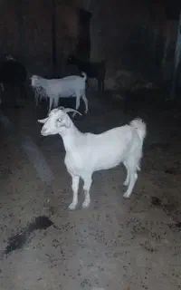 بز ماده