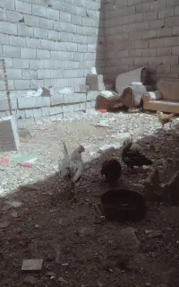 مرغ و خروس گلین