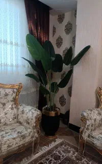 درختچه پرنده بهشتی