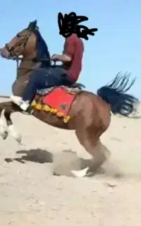 برکت یک مادیان ویک کره مادیان مخصوص تک بندی