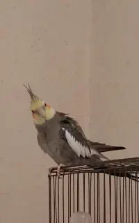گم شده