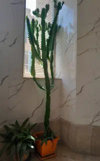 کاکتوس گوشتی خار دار دومترقد