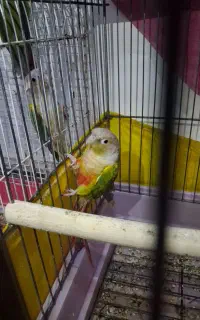 گرینچیک آناناسی