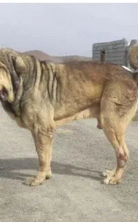 گروه پژدر بازها