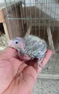 جوجه عروس هلندی