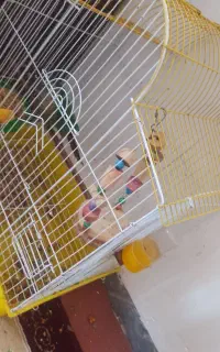 قفس پرنده