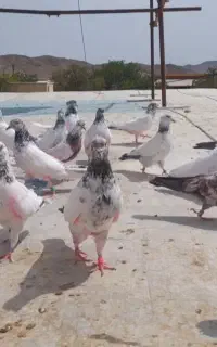 کفتر کبوتر پرشی،سرور،ابلق