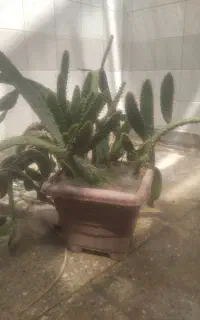 گل کاکتوس تمیزودرحال رشد