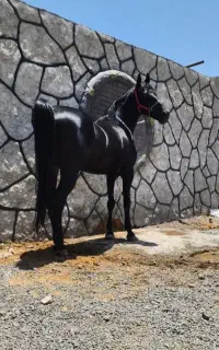 اسب سیلمی مشکی اهریمن