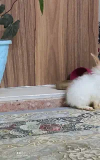 دو عدد بچه خرگوش
